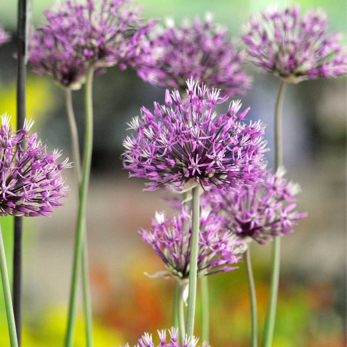 Allium