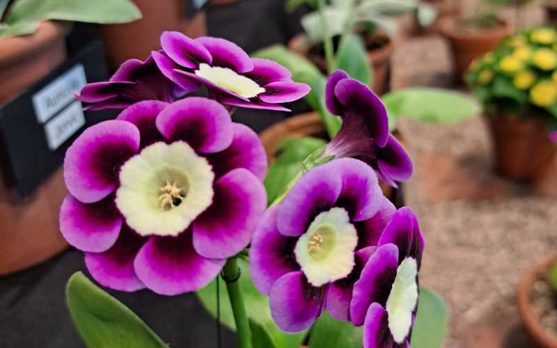 Auricula