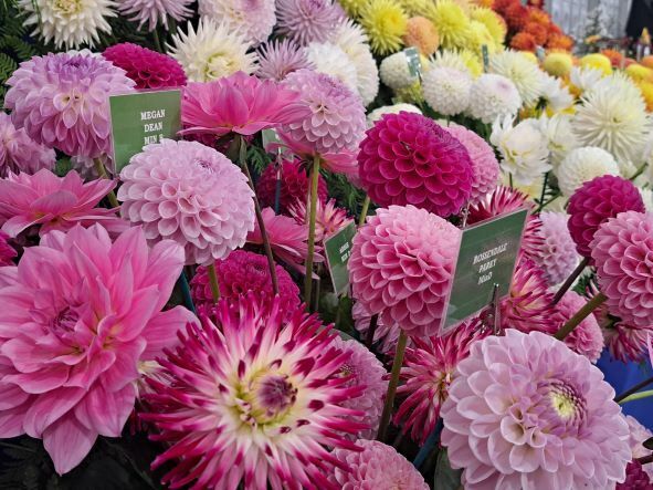Floral Hall 6