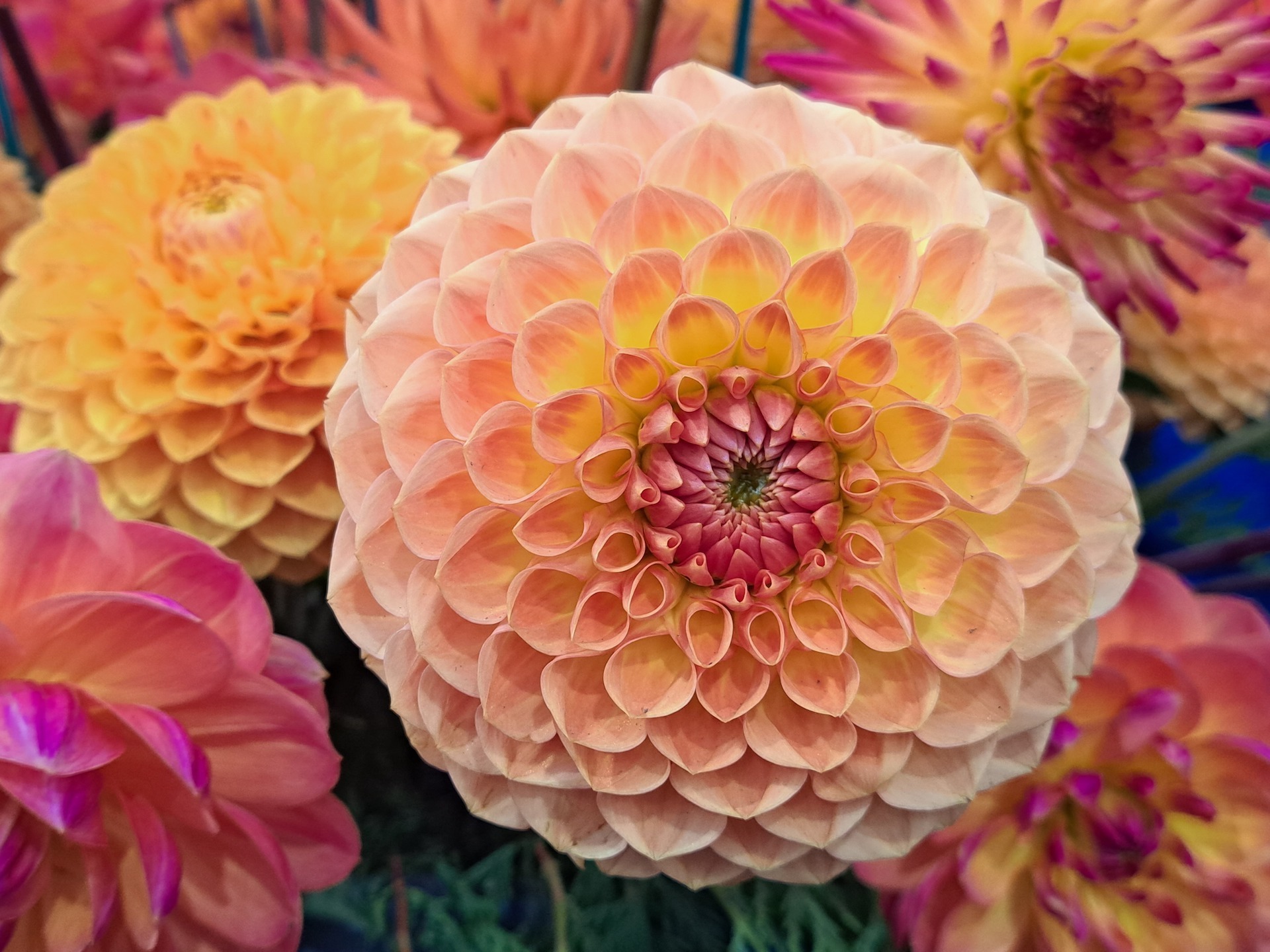 Flower