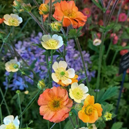 Garden Advice Bureau