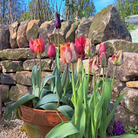 Garden Inspiration