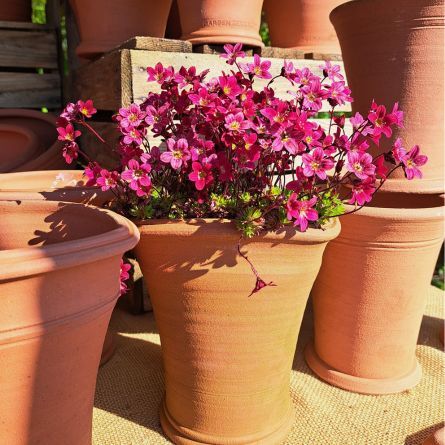 Garden Shopping