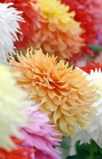 Grand floral hall