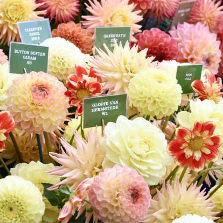 Grand Floral Hall