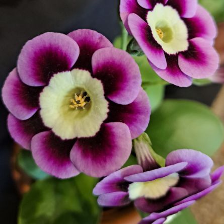 Grand Floral Hall