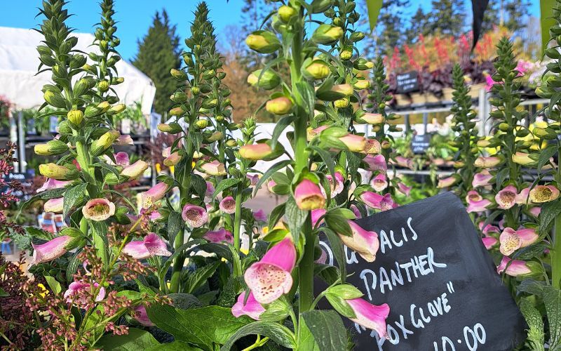 Harrogate Flower Show Garden Shopping Foxgloves