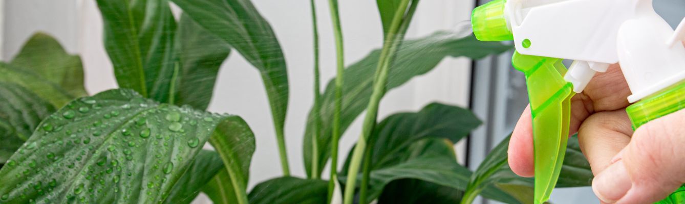 Houseplant Humidity
