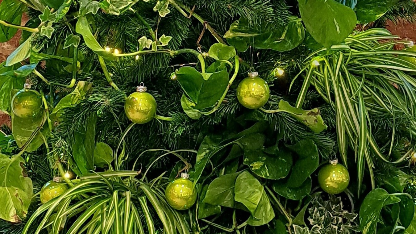 Houseplant Christmas Tree