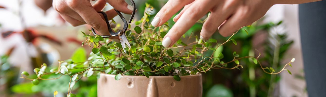 Houseplant Care