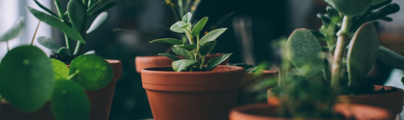 Houseplant Feeding