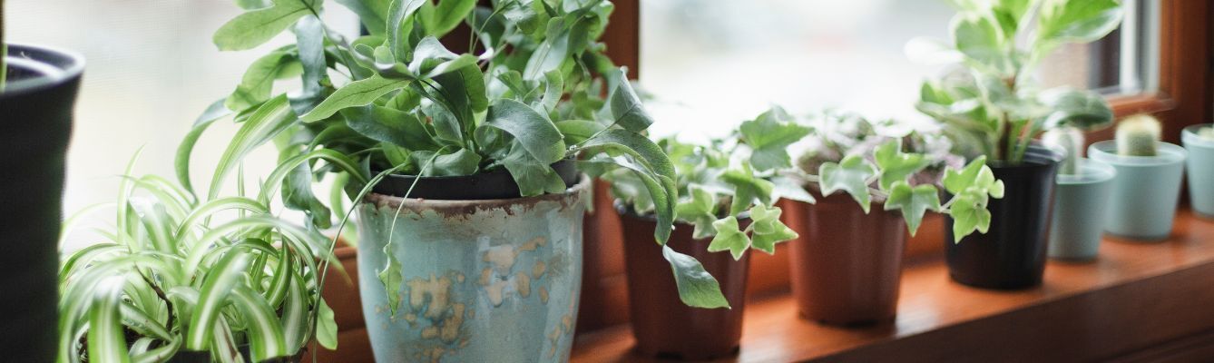 Housplants Light
