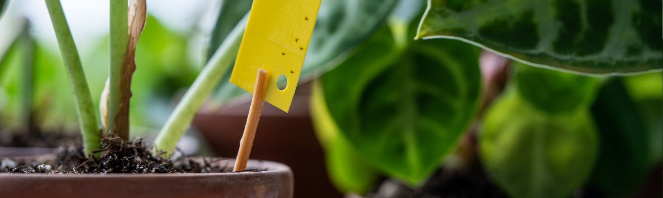 Houseplants Pests
