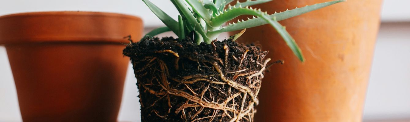Houseplant Repotting