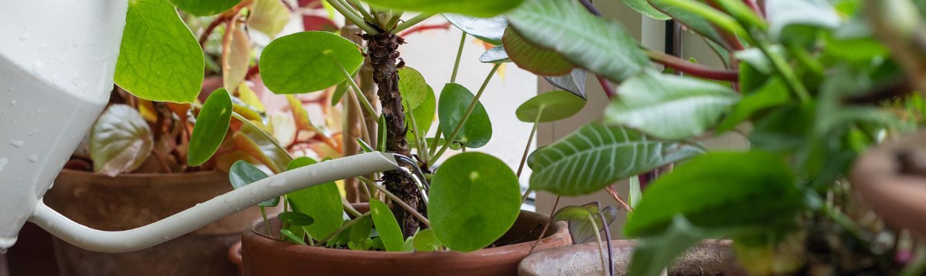 Houseplant Watering