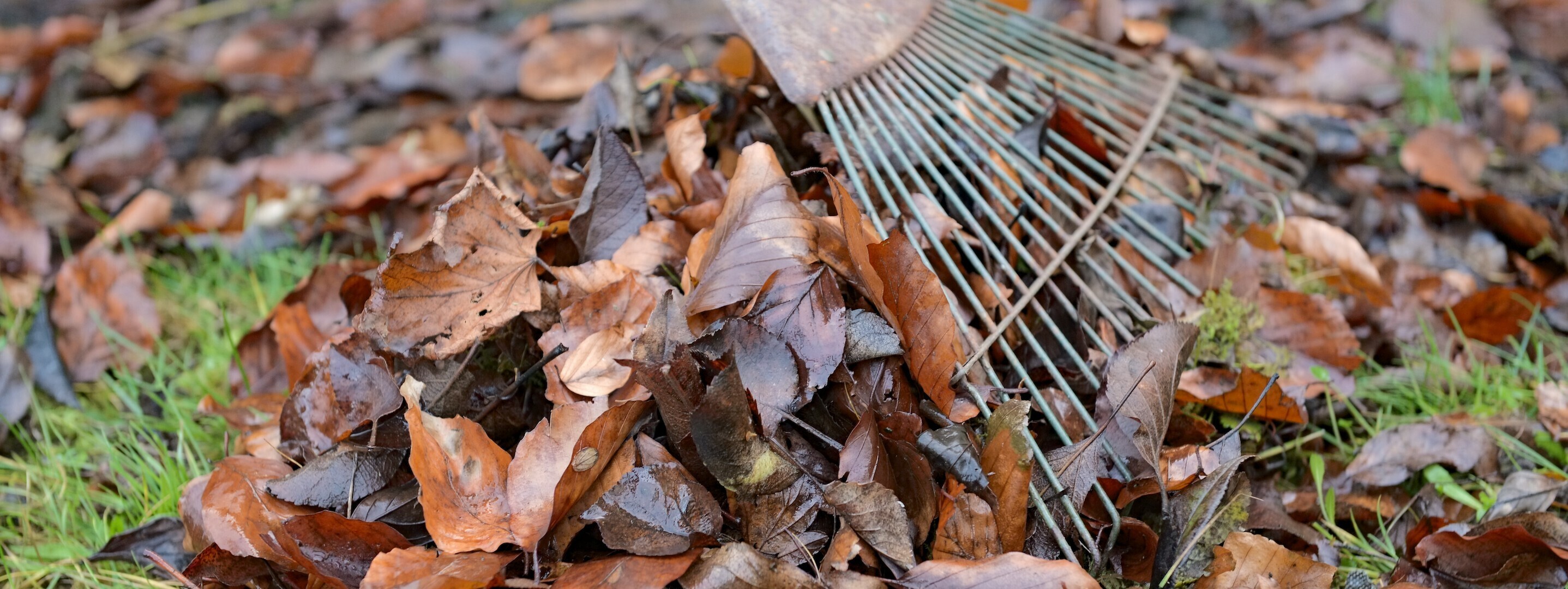 Leaf Overload