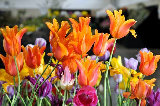 Plant Nurseries 8