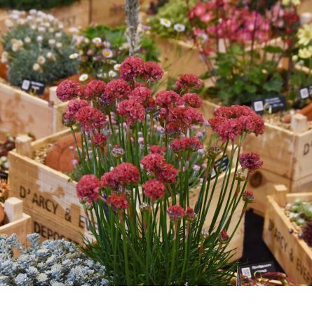Plant Nurseries Take Part