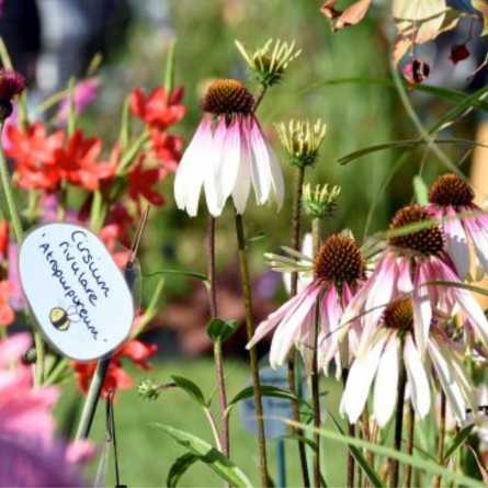 Whats On Garden Advice Bureau