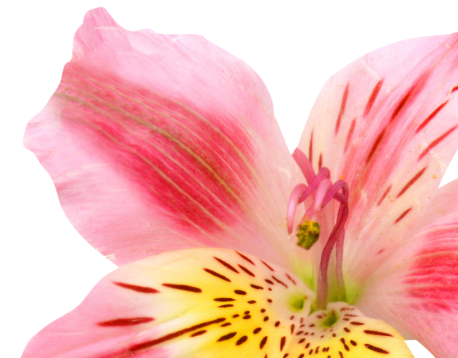 Main home page flower