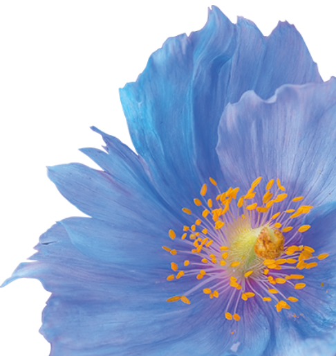 S25 Flower Landing Page Banner - Crop