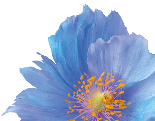 S25 Flower Spring Home Page Banner