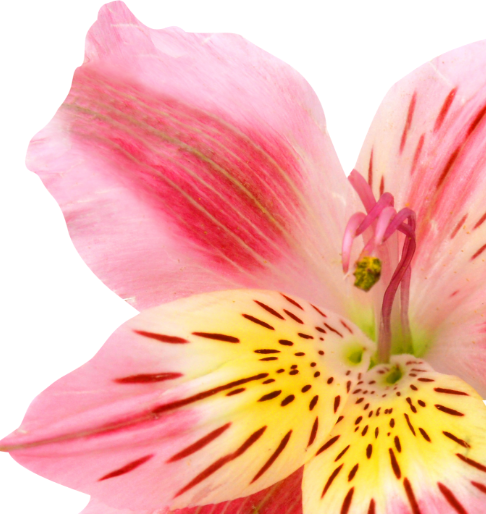 Show home page flower